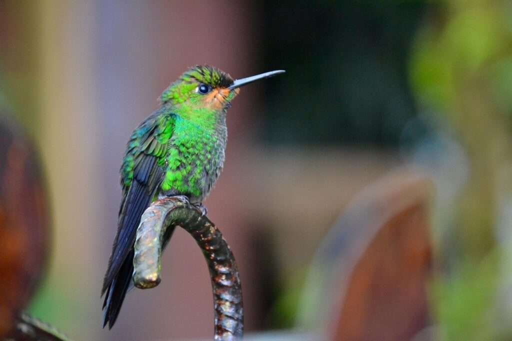 Costa Rica