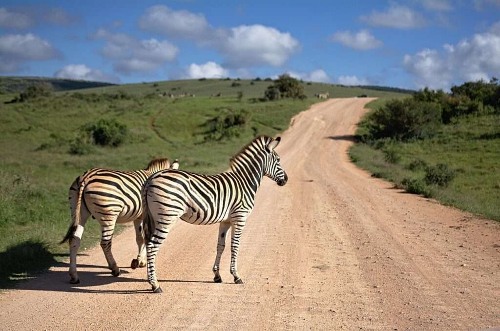 Wildlife SafarisAfrican