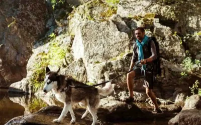 Do Coyotes Travel in Packs? The Untold Truth About Coyote Behavior