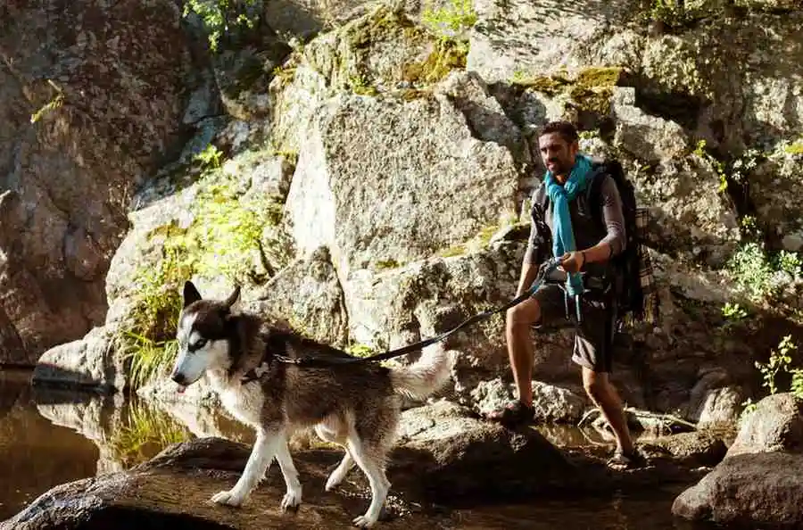 Do Coyotes Travel in Packs? The Untold Truth About Coyote Behavior