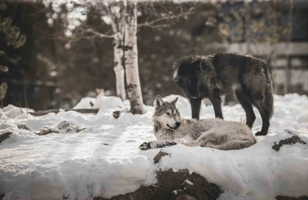 The Numbers Game How Many in a Coyote Group