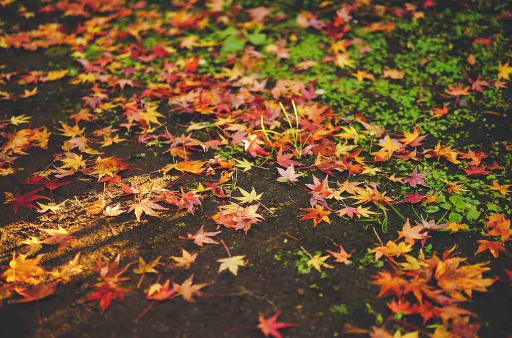 Autumn (September - November) My Personal Favorite