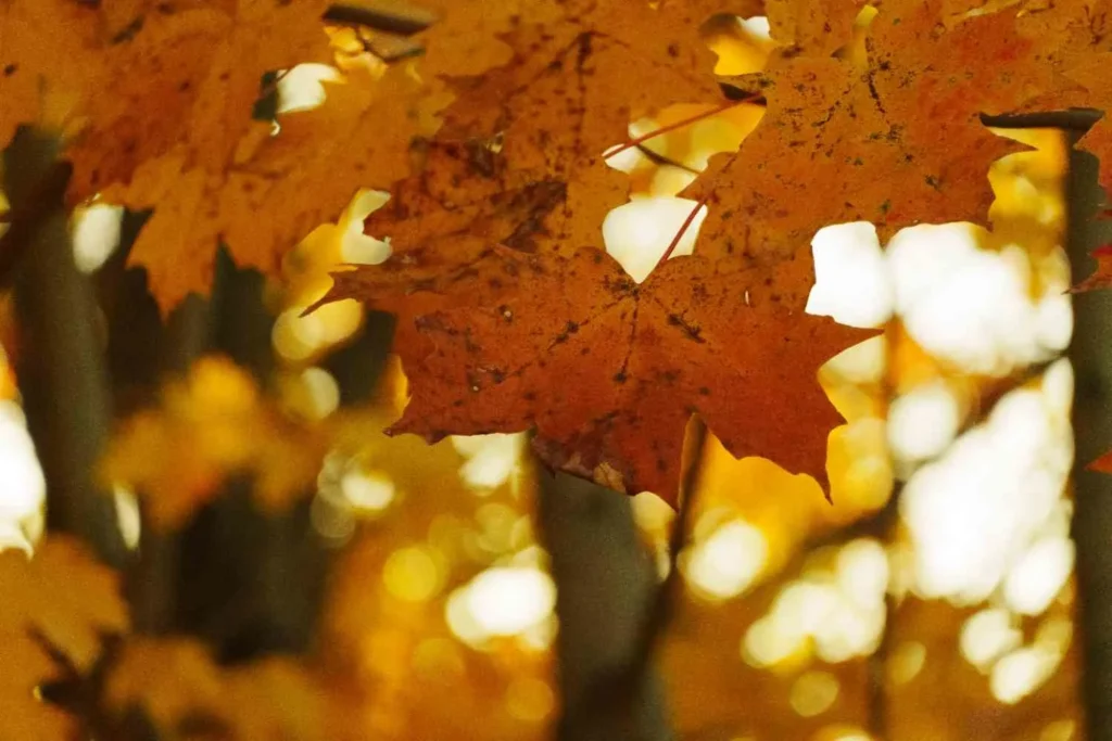 Autumn (September - October) The Golden Hours