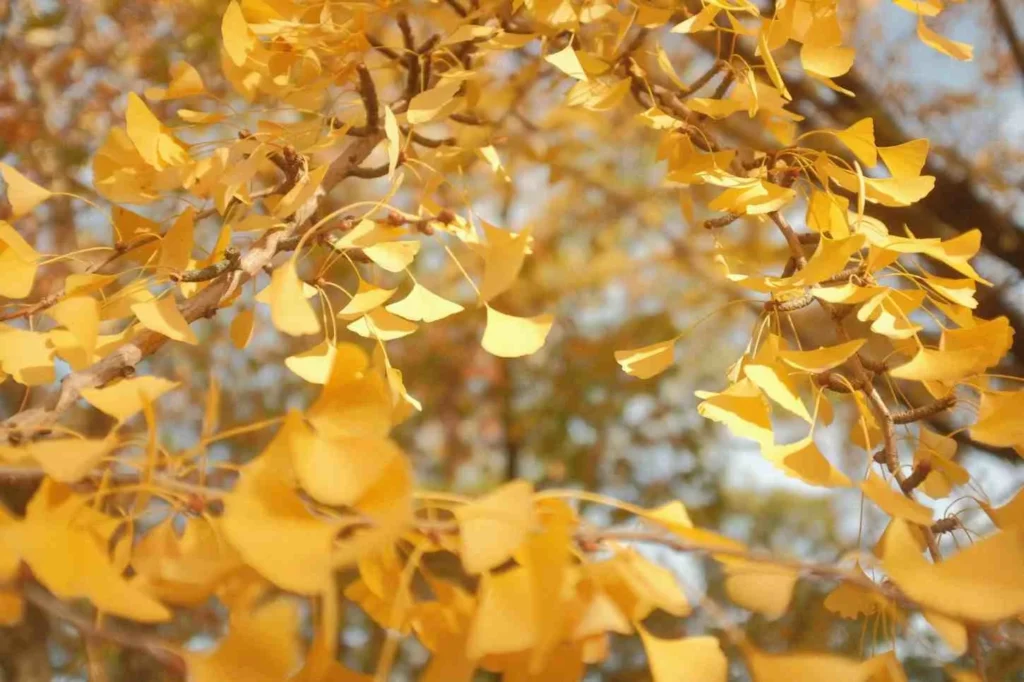Autumn (September – November) Golden Magic