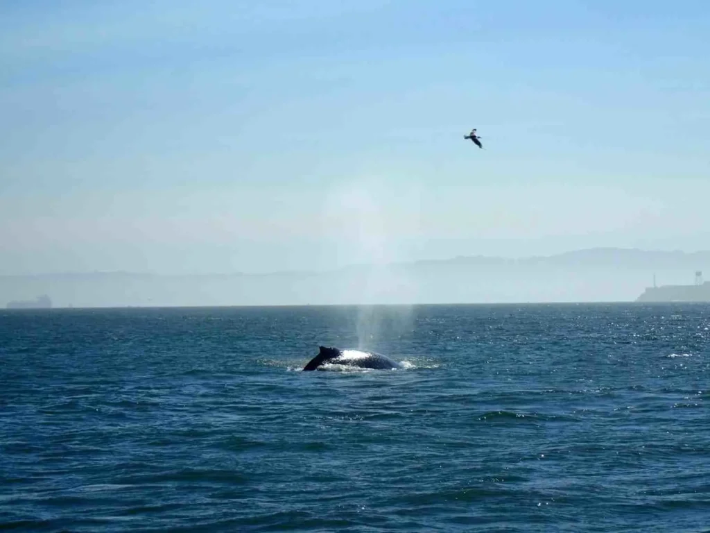 Beach Time and Whales Pacific Coast