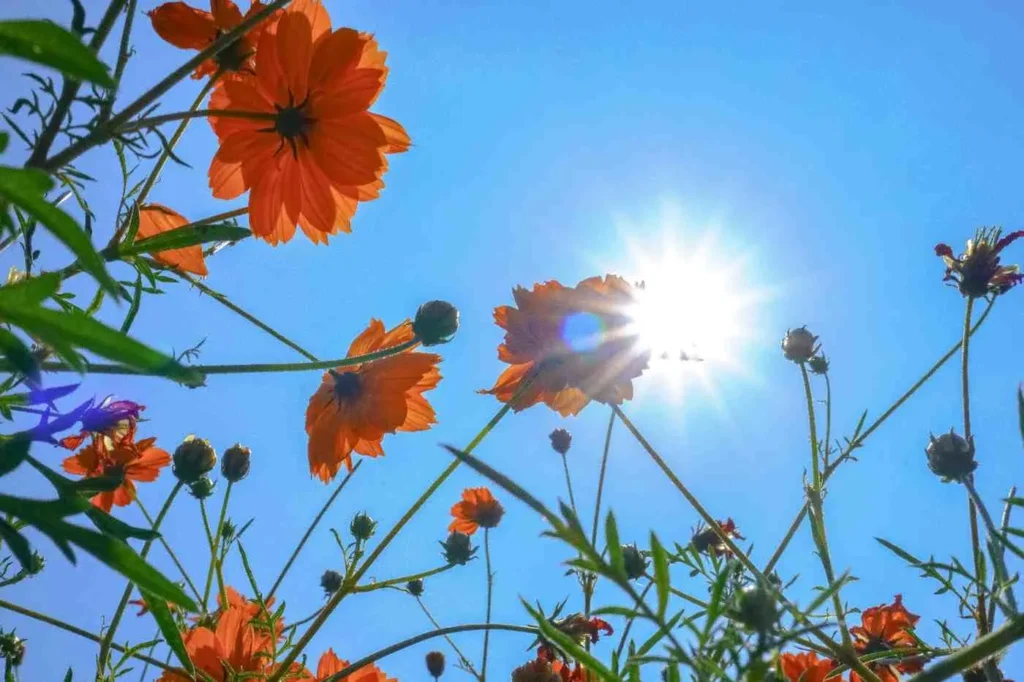 Dry Season (Nov–May) Sun, Smiles & Good Times