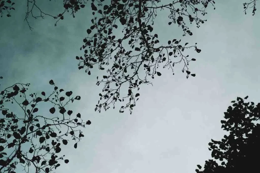 Forget Four Seasons - Think Heat and Rain