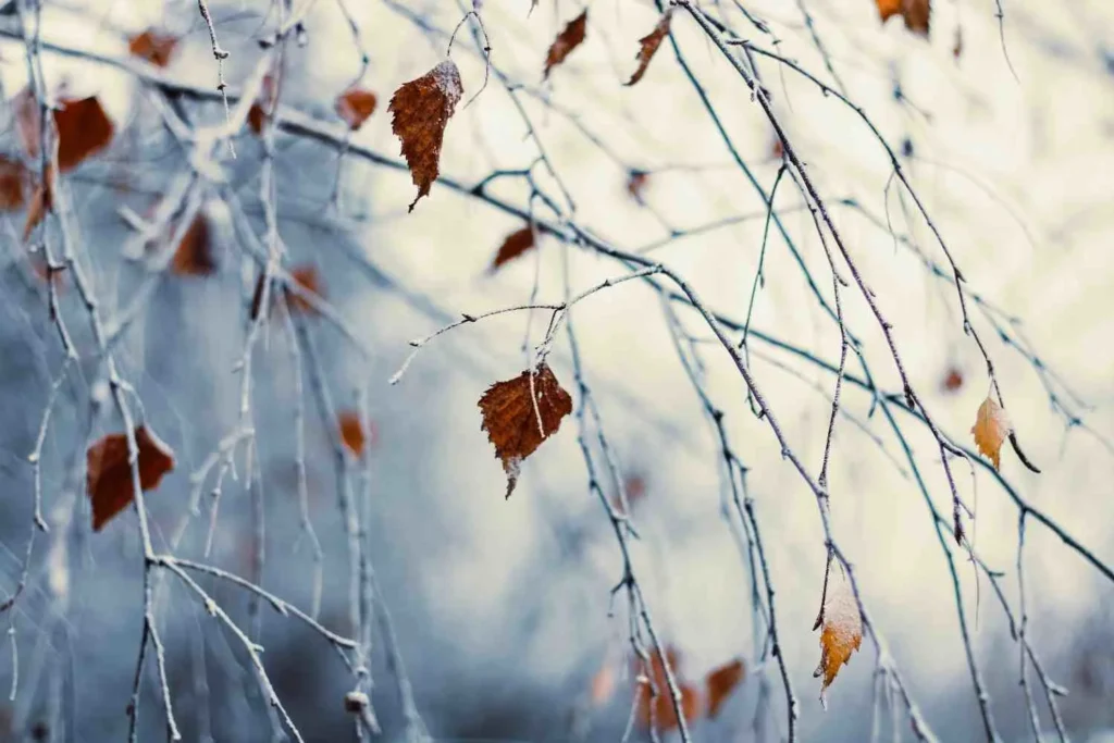 Forget Simple Seasons Think Different Worlds