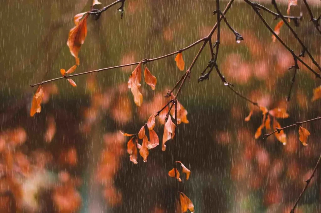 Forget Simple Seasons Think Heat, Rain and Relief