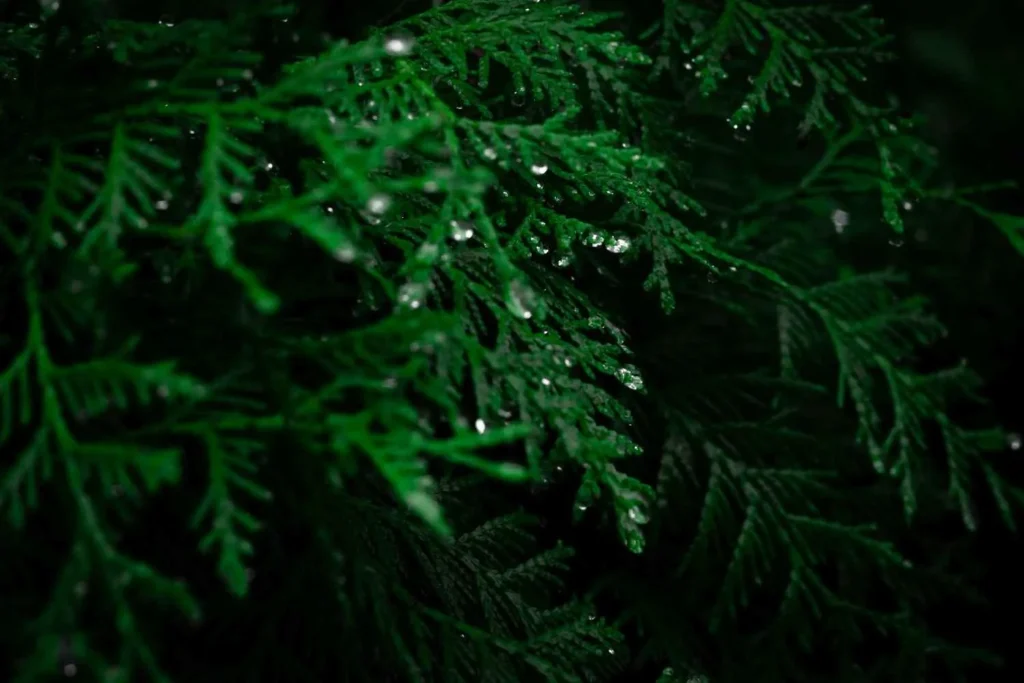 Rainy Months (June - October) The Green Change