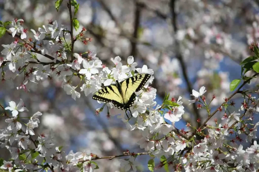 Spring Awakening Nature's Comeback Tour