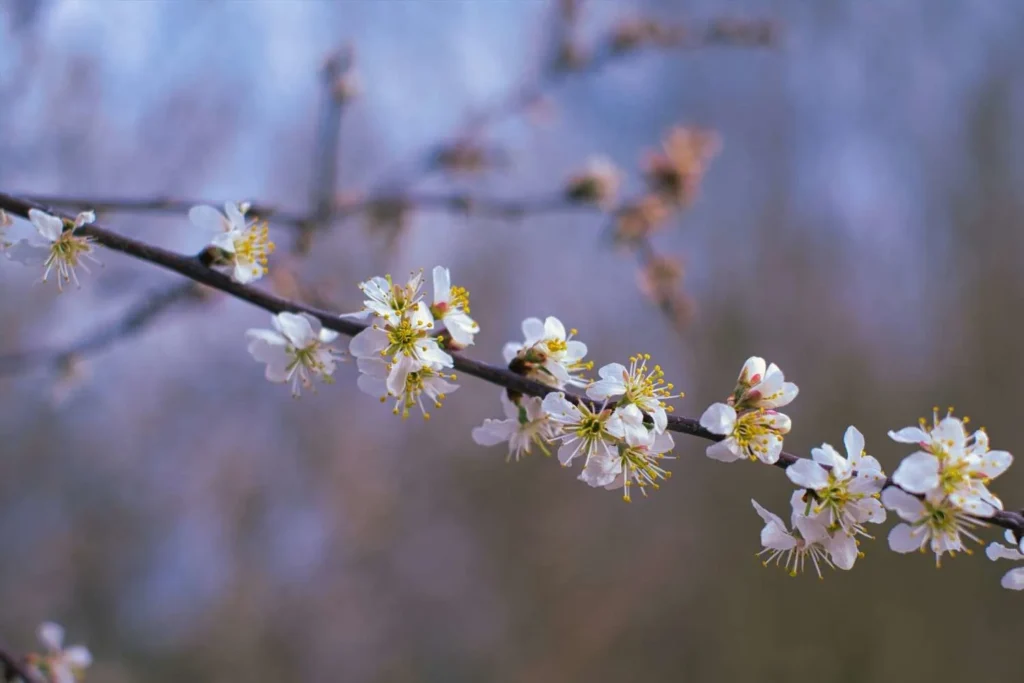 Spring The Great Belgian Lie