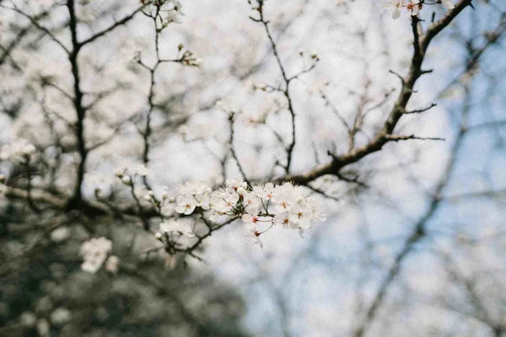 Spring The Quiet, Hopeful Secret We Don't Share With Everyone