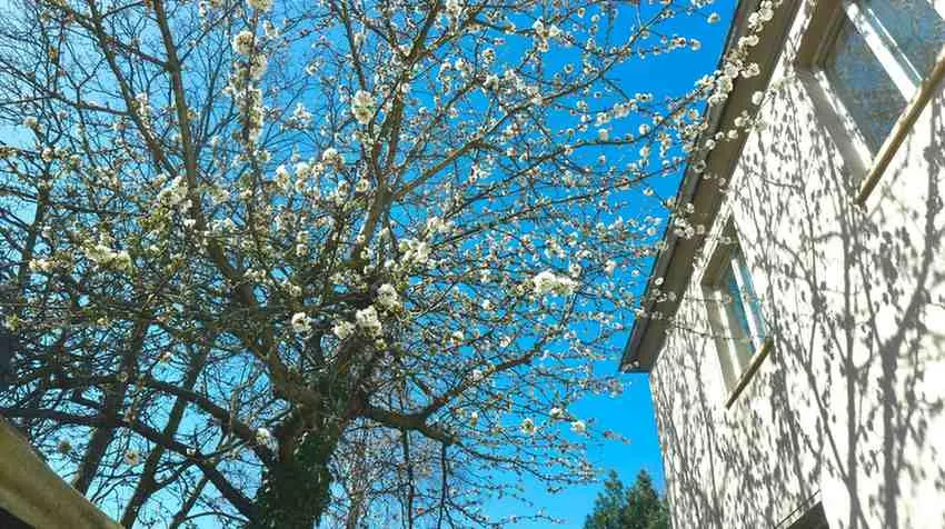 Spring's Local Life