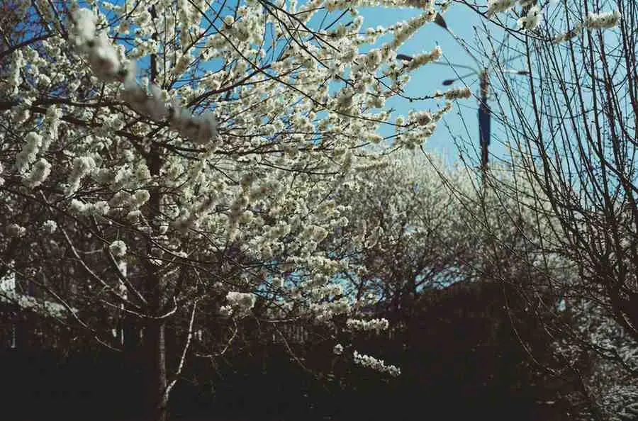 Spring's Messy Beauty (March-May)