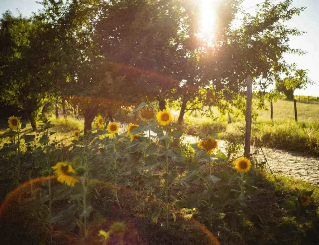 Summer's Radiant Welcome May to August