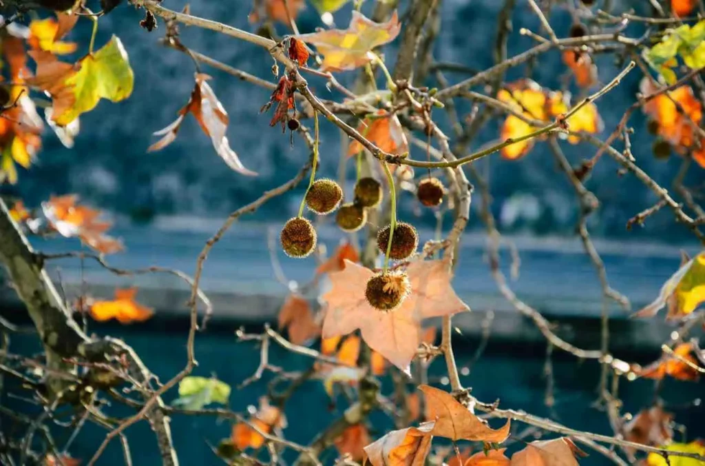 Autumn The Secret Sweet Spot