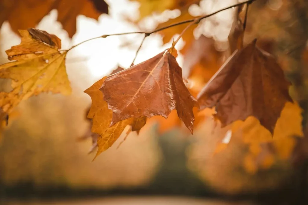 Autumn The Secret Winner (September-November)