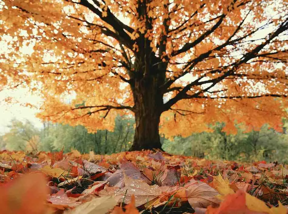 Autumn The Secret Winner (September-November)