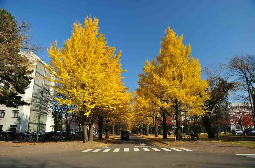 Autumn’s Golden Transition (September-November)