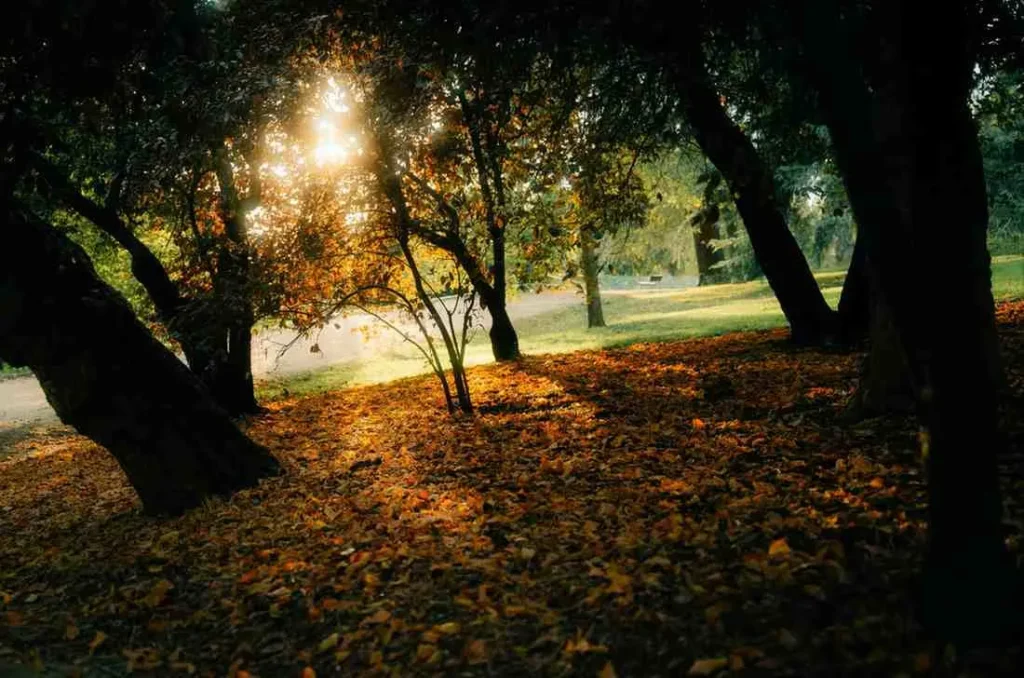 Photography Through the Seasons