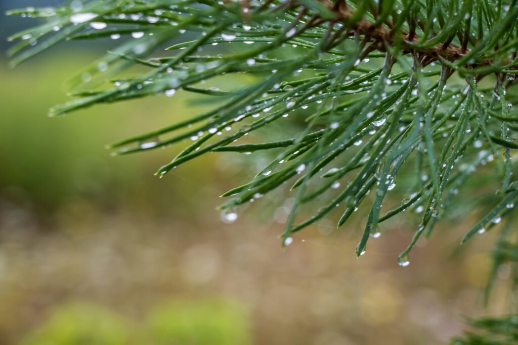 Rainy Seasons March-May and November-December
