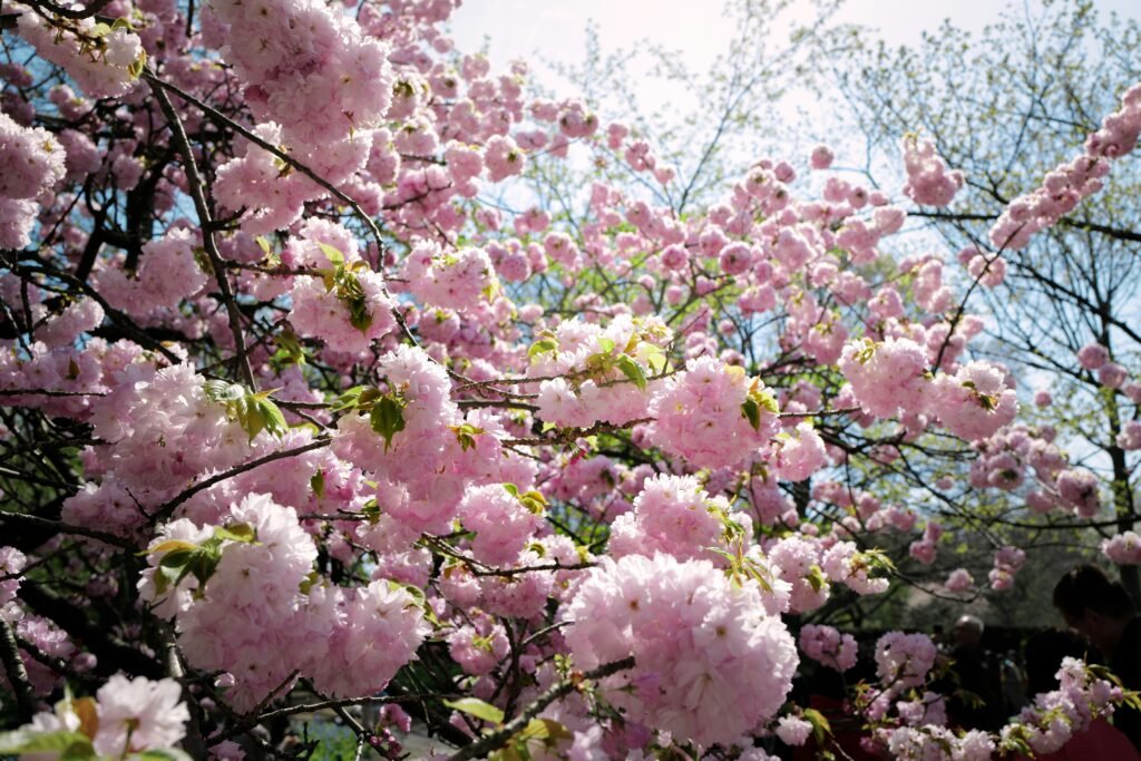 Spring (April to June): When Flowers Take Over