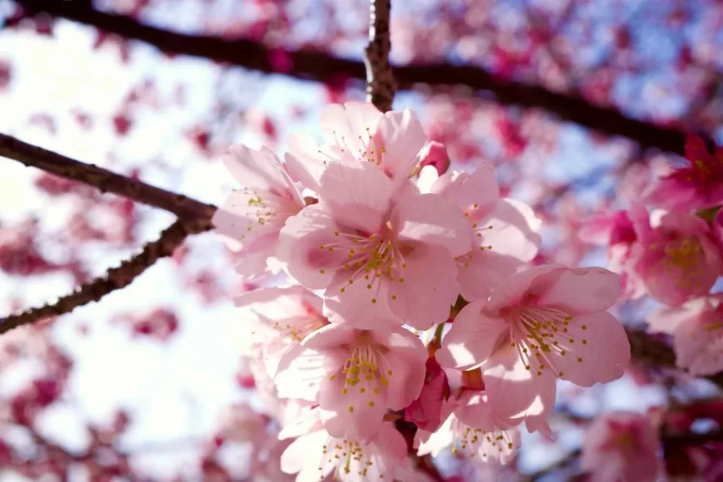 Spring Cherry Blossom Time (March-May)