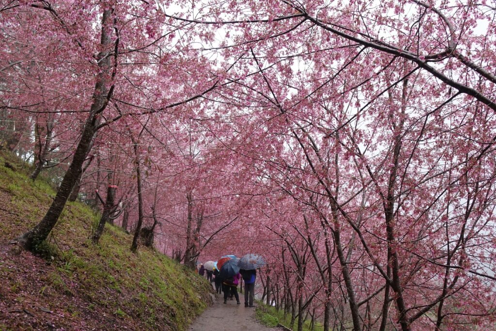 pring: When Japan is Drenched in Pink (March-May)