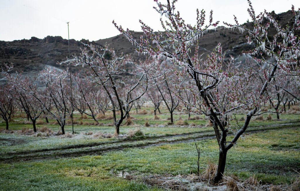 Spring in Jordan Nature's Perfect Show (March-May)