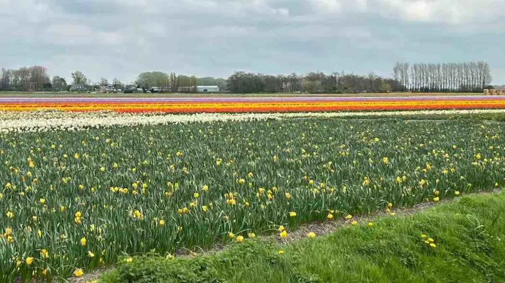 Spring in the Netherlands Tulip Mania is Real