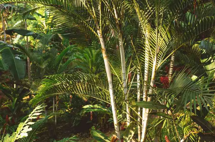 That First Tropical Education