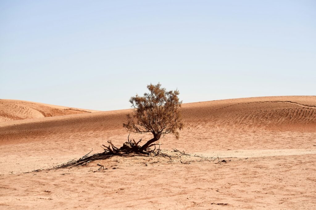 The Dry Season Reality (December-April)