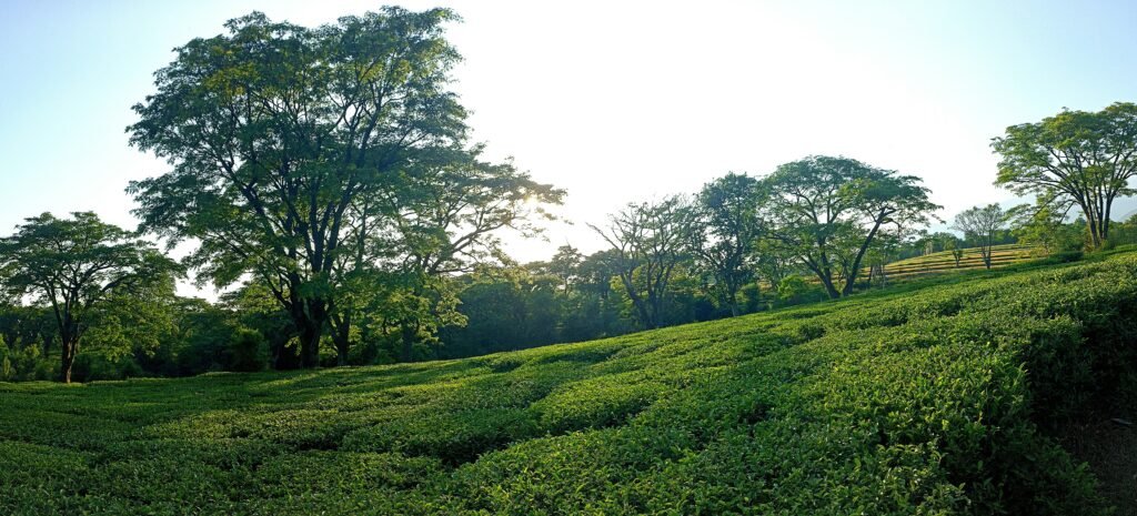 The Green Season Malawi's Secret Beauty (November - April)