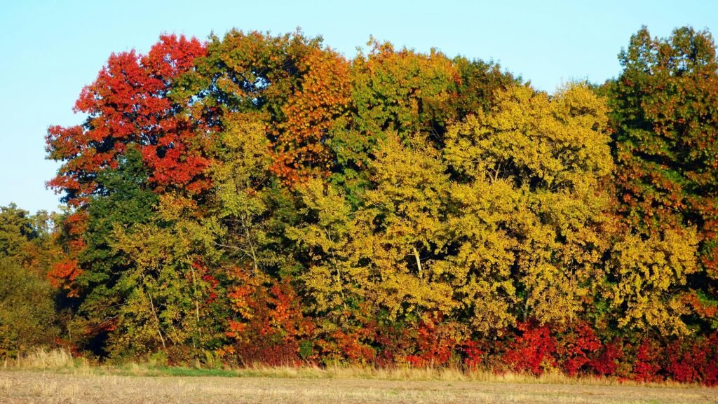 The Seasonal Colors of Lew Chew