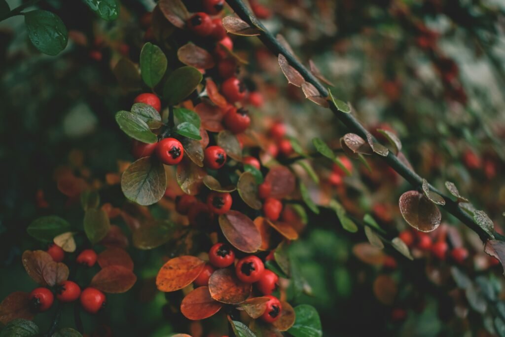 The Secret Sweet Spots (May-June & October-November)