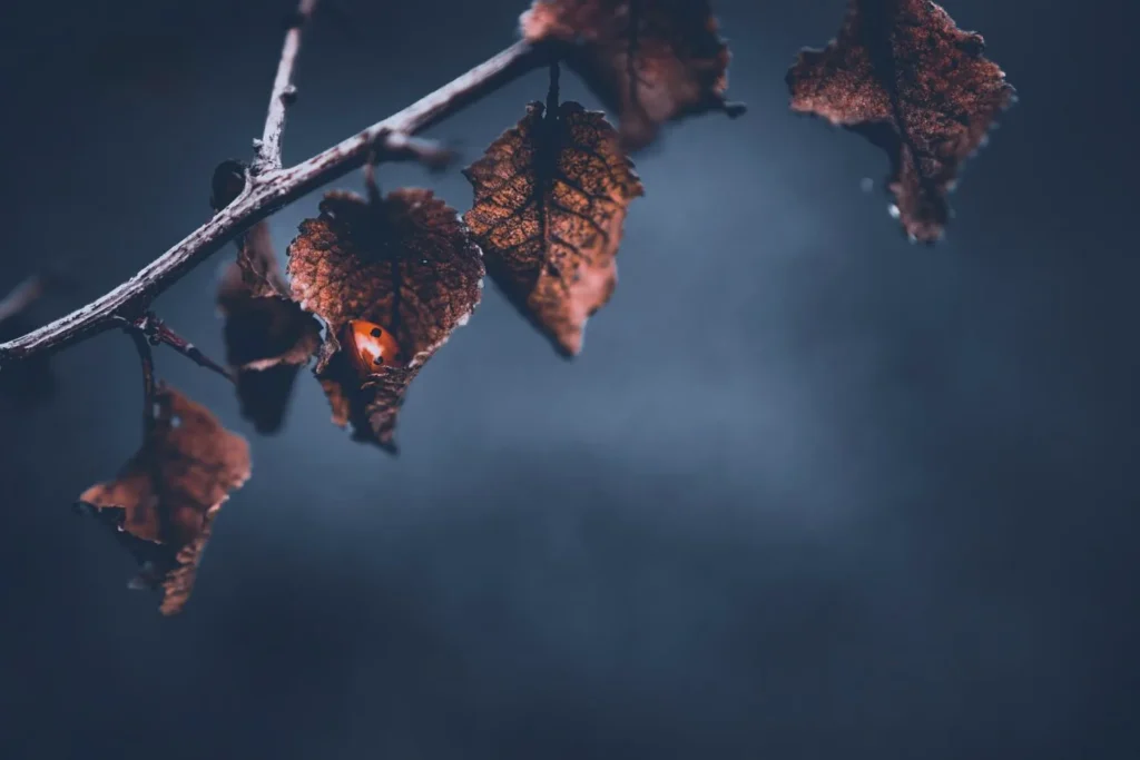 What the Seasons Have Taught Me